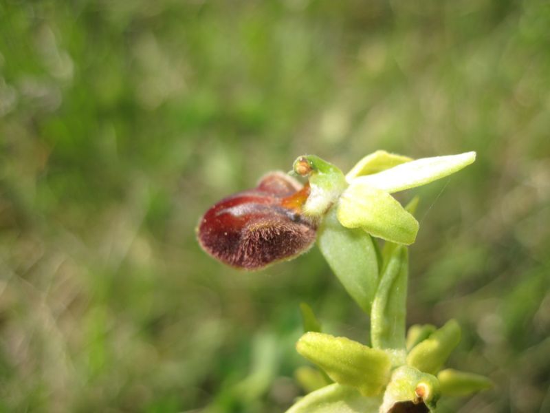 Orchis pallens